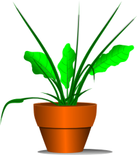 plant